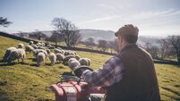 Breeders fears about Dawn Meats sheep deal Breeders fears about Dawn Meats sheep deal
