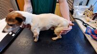 Carlow woman forbidden from ever owning animals  Carlow woman forbidden from ever owning animals