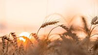 Time to Think: August … a time to give thanks for the gift of harvest  Time to Think: August … a time to give thanks for the gift of harvest