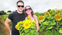 Sunflowers bloom all at once for spectacular fundraiser near Castledermot Sunflowers bloom all at once for spectacular fundraiser near Castledermot