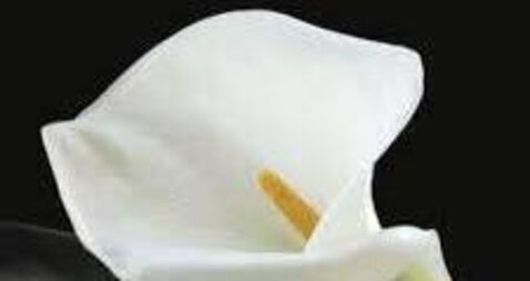 Bernadette Reddy from Green Road, Carlow – a woman of charitable spirit Bernadette Reddy from Green Road, Carlow – a woman of charitable spirit