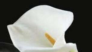 <p>RIP</p> <p>RIP</p>