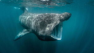 Man (40s) arrested as part of investigation into posting false allegations on social media Man (40s) arrested as part of investigation into posting false allegations on social media