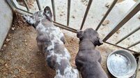 Man pleads guilty in Carlow District Court to 32 counts of dog cruelty on farm Man pleads guilty in Carlow District Court to 32 counts of dog cruelty on farm