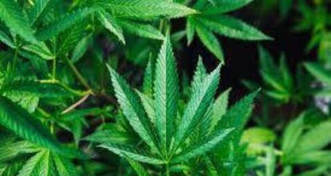 €1k of cannabis found in house in Carlow town €1k of cannabis found in house in Carlow town