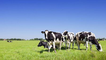 ICMSA warns of confusion over TB rules ICMSA warns of confusion over TB rules