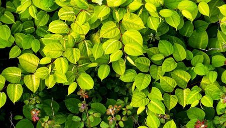 Knotweed delays works on Rathvilly pedestrian crossing Knotweed delays works on Rathvilly pedestrian crossing