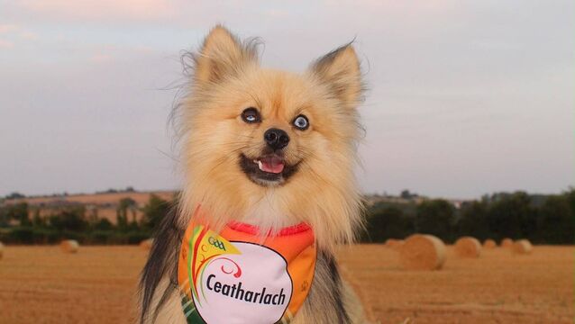 Carlow dog nose ahead in national cuteness contest Carlow dog nose ahead in national cuteness contest