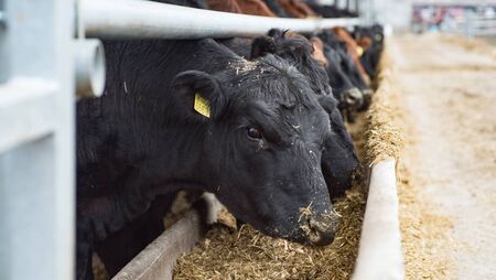 Fodder clinic at Oak Park tomorrow Fodder clinic at Oak Park tomorrow