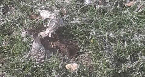 Sewage spill in Carlow housing estate is ‘rancid’ Sewage spill in Carlow housing estate is ‘rancid’