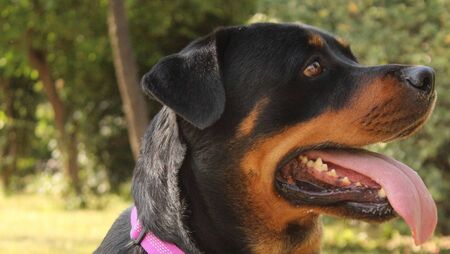 Council issued zero fines for dog fouling Council issued zero fines for dog fouling