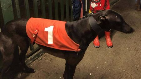 Two Greyhounds Stolen from Milford Two Greyhounds Stolen from Milford